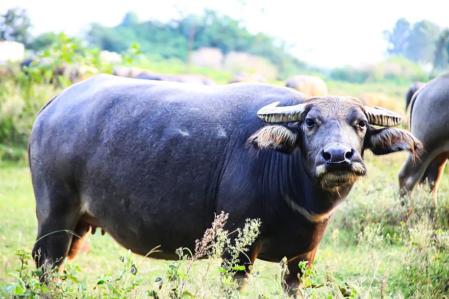 búfalo, cuerna, ganado, granja, animal, naturaleza, mamífero, agricultura, rural, campo