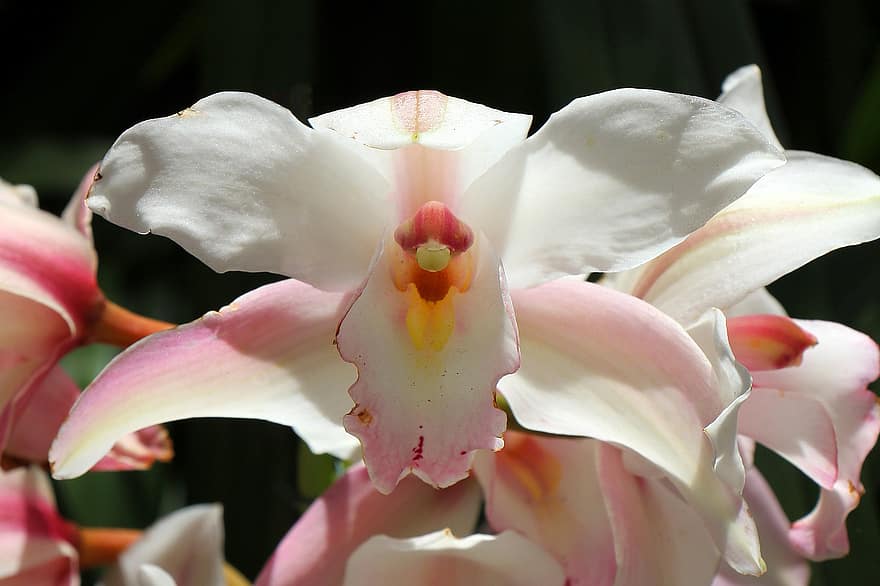 Flower, Orchids, Nature, Blossom, Bloom, Flora, Phalaenopsis, Close Up, Growth, Botany, close-up