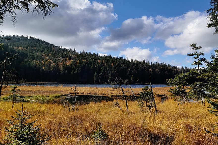 Great Arber Lake, Bavarian Forest, Nature, To Travel, Exploration, Outdoors, Ground Corn, Lake, Nature Reserve, Fall, County Rain