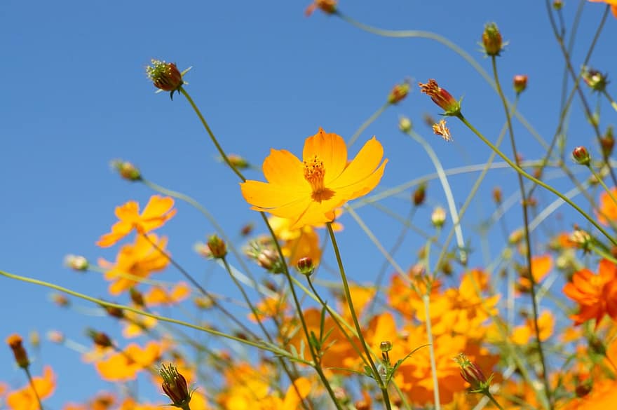 cosmos, yellow flowers, wildflowers, nature, yellow, outdoors, summer, flower, plant, beauty in nature, close-up