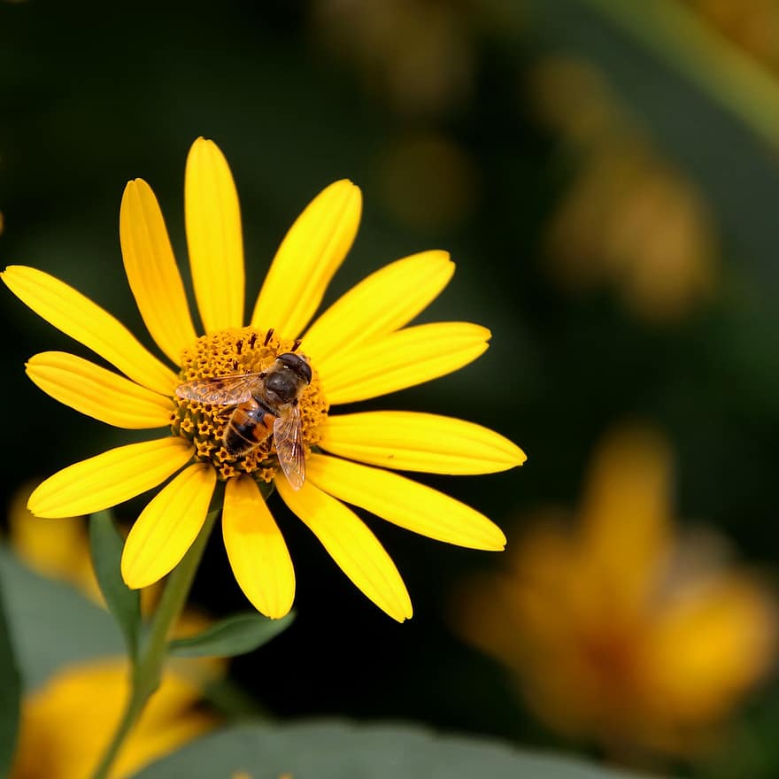 жовті квіти, бджола, кліщове насіння, запилення, комаха, макрос, кореопсис, польові квіти, сад, луг, флора