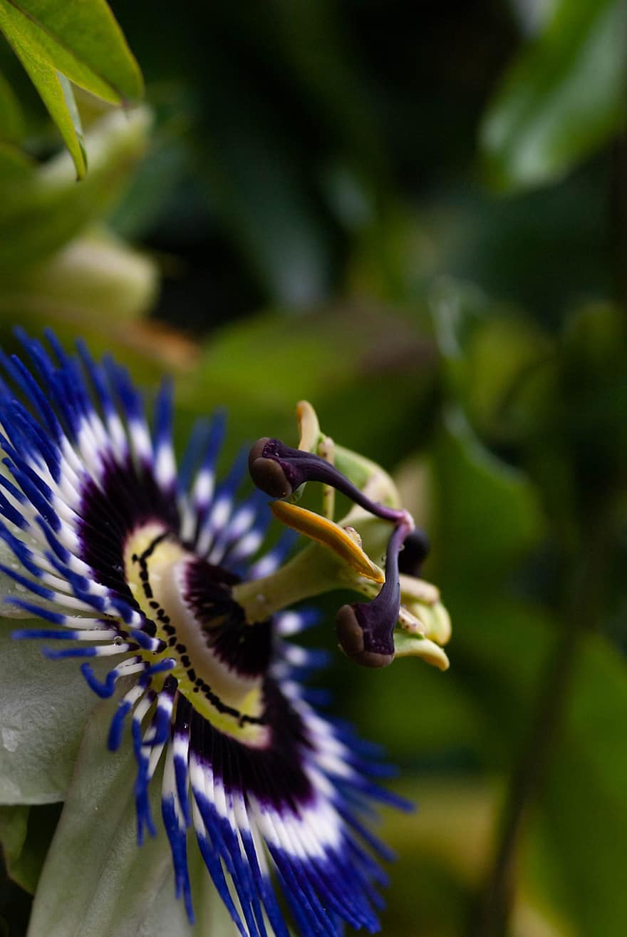 blå passionflower, blomst, anlegg, Bluecrown pasjonsblomst, Passiflora, Vanlig pasjonsblomst, blå blomst, passiflora caerulea, pasjonsblomst, nærbilde, blad
