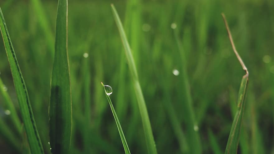 rumput, basah, hijau, titisan hujan, Daun-daun, titik embun, hujan, cuaca, taman, kelembaban, menitik