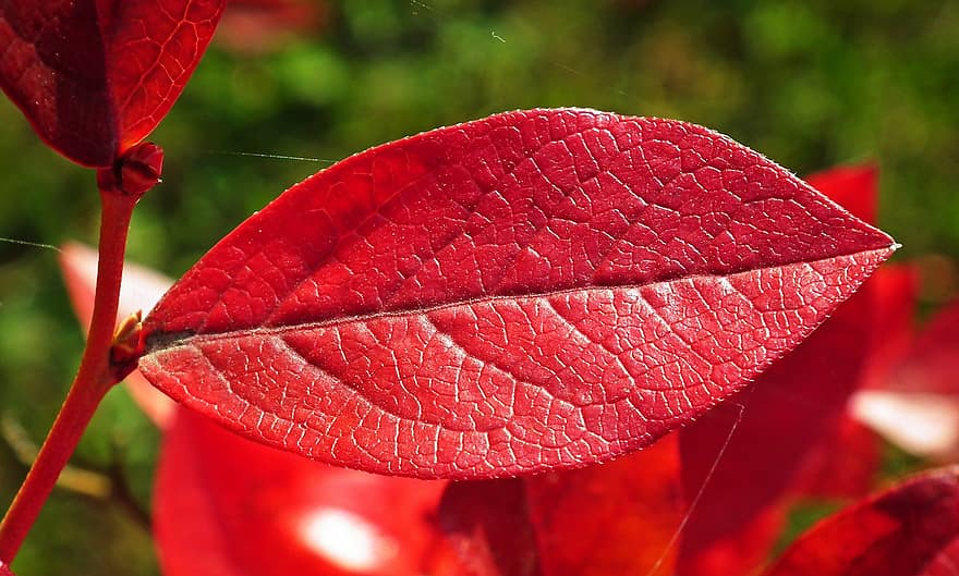 rode bladeren, herfst, natuur