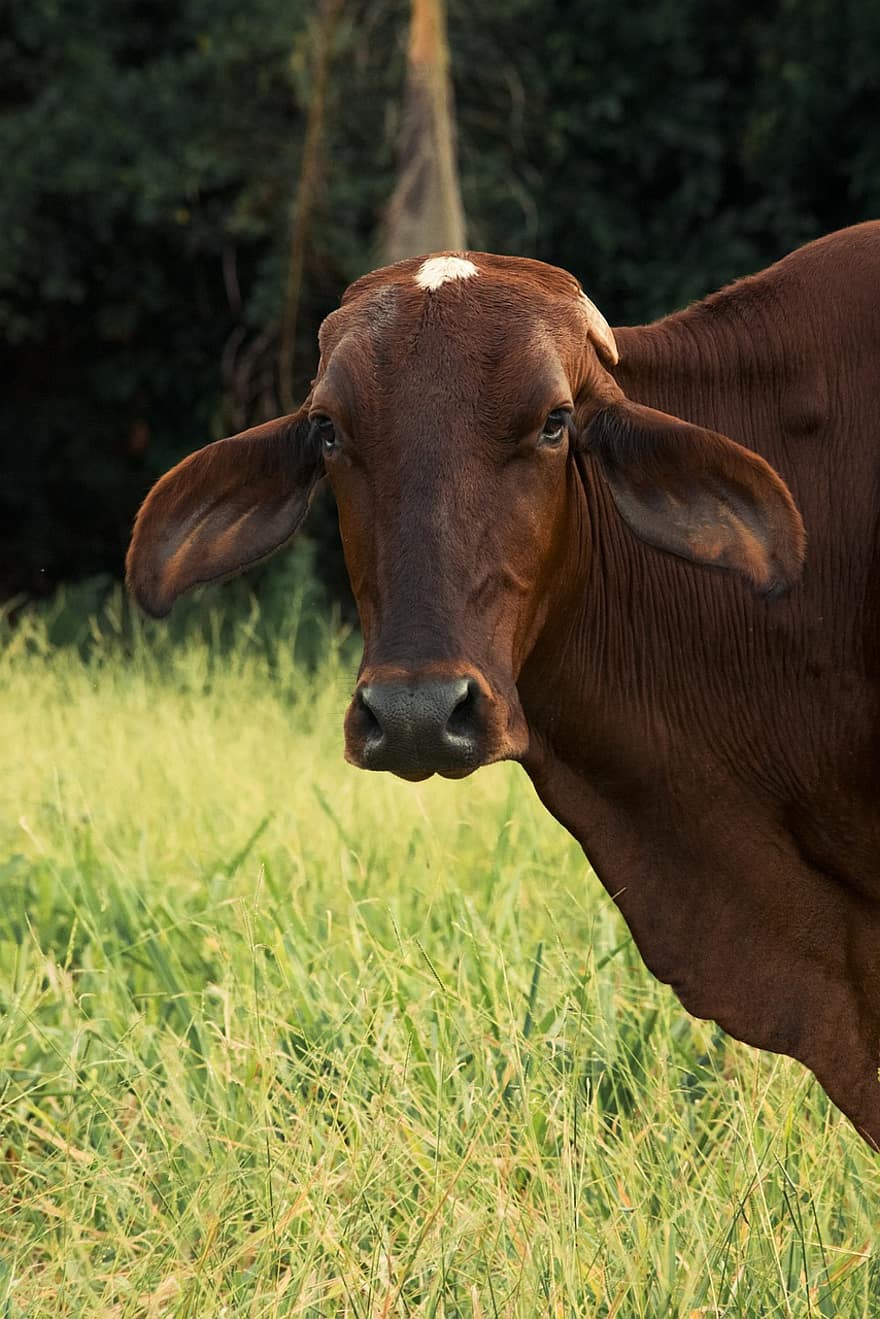 корова, крупный рогатый скот, животное, млекопитающее, домашний скот, луг, поле, ферма, ковбой