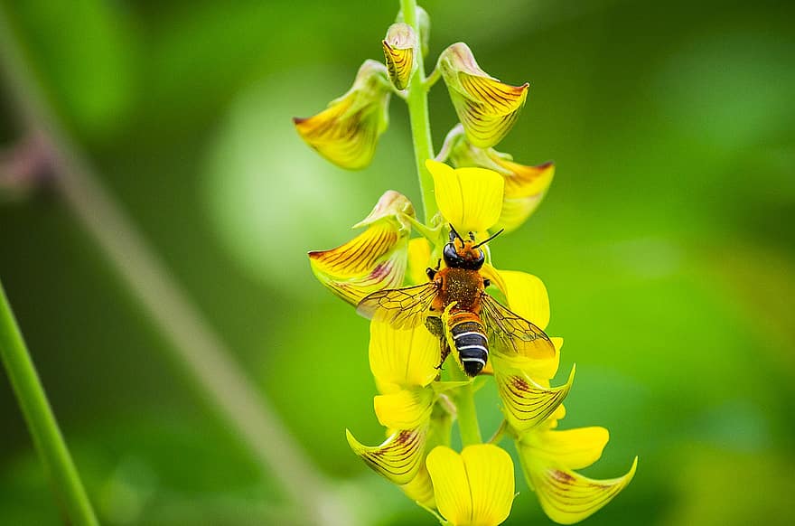 bọ cánh cứng, côn trùng, hornet, thụ phấn, những bông hoa, cây, Thiên nhiên, động vật hoang dã, vĩ mô, cận cảnh, con ong