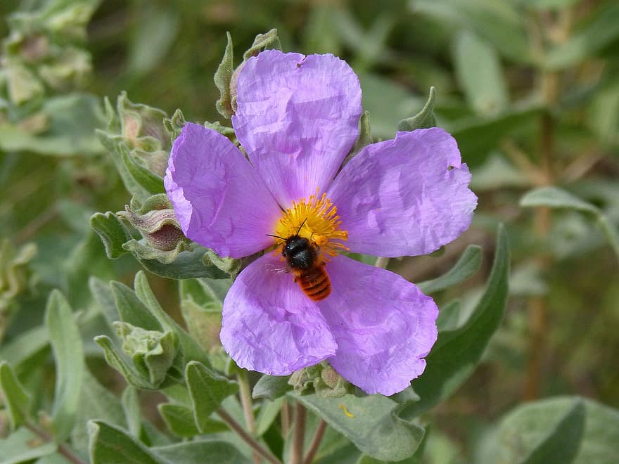 flor, abelha, polinização, Flor, inseto, entomologia, macro, fechar-se, plantar, verão, pétala