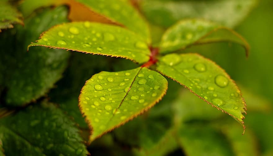 Leaves, Plant, Water Droplets, Drops, Bush, Herb, Green Plant, Twigs, Saplings, Forest, Young
