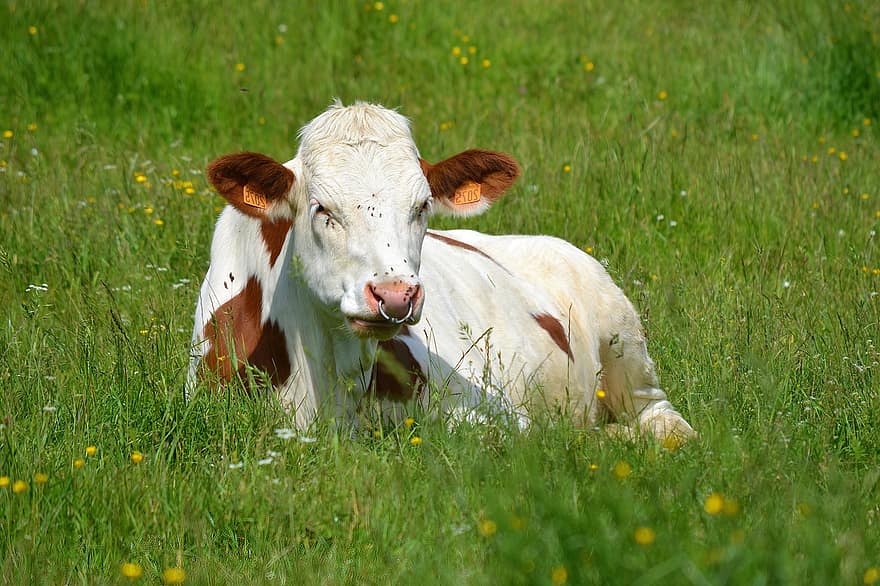 牛、フィールド、動物、牧草地、自然、農村、ウシ、反すう動物、農業、家畜