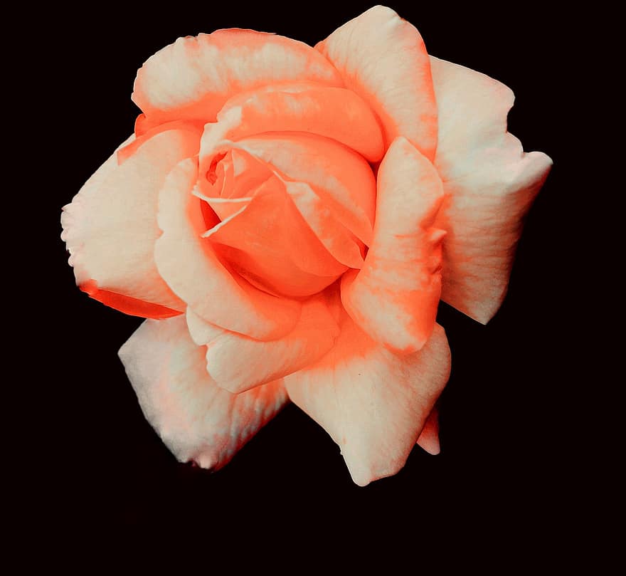 flor, rosa naranja, floración, Rosa, jardín, naturaleza, botánica, macro, pétalo, de cerca, cabeza de flor