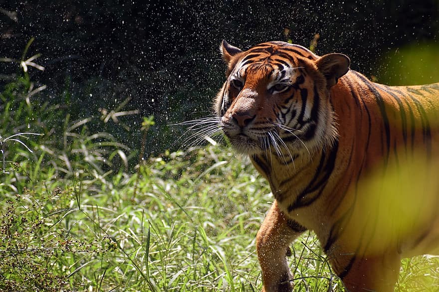 Tygrys, zwierzę, ogród zoologiczny, duży kot, paski, koci, ssak, Natura, dzikiej przyrody, fotografia dzikiej przyrody, dzikie koty