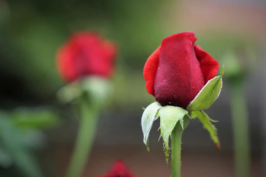 Красные бархатные розы, бутоны роз, цветы, Флора, природа, на открытом воздухе