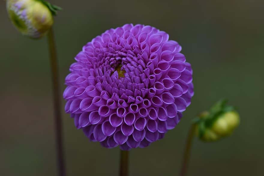 dālija, violets, zied