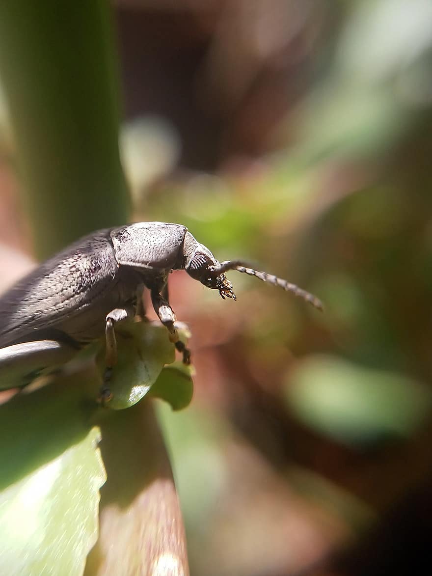 Boll Weevil, insect, kever