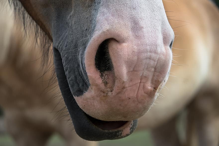 caballo, hocico, fosas nasales, equino, ecuestre, nariz, animal, agricultura, rural