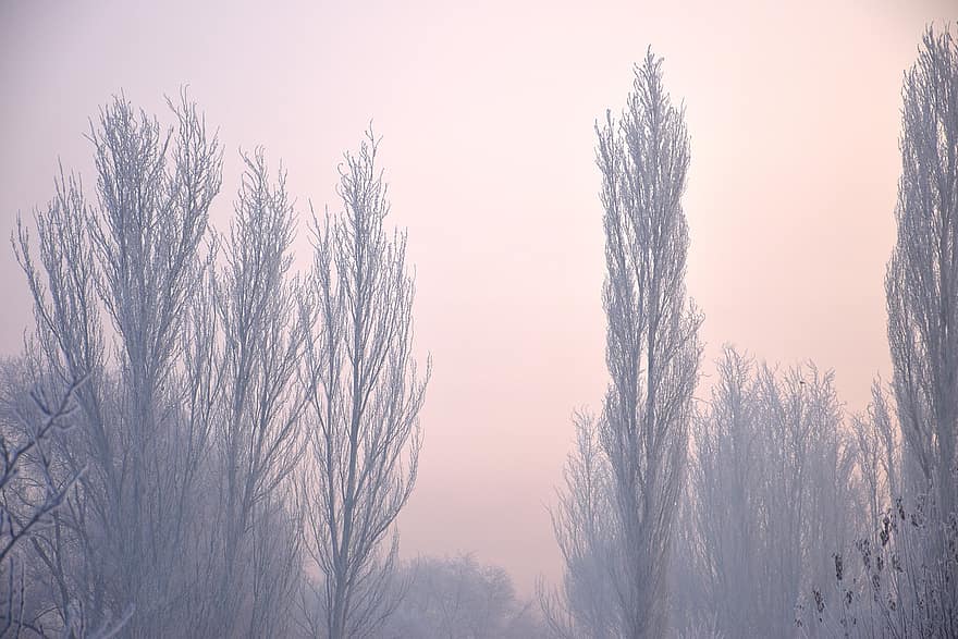 деревья, леса, на открытом воздухе, туман, снег, утро, зима, холодно, природа