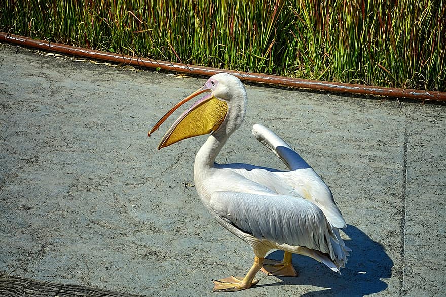 França, grande pelicano branco, pássaro, pelicano, parque, Parque de pássaros