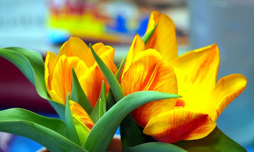 květiny, tulipány, květ, žluté květy, žluté tulipány, okvětní lístky, žluté okvětní lístky, Příroda, flóra