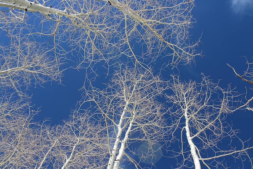 나무, 겨울, 하늘, 자연, 메마른, 감기