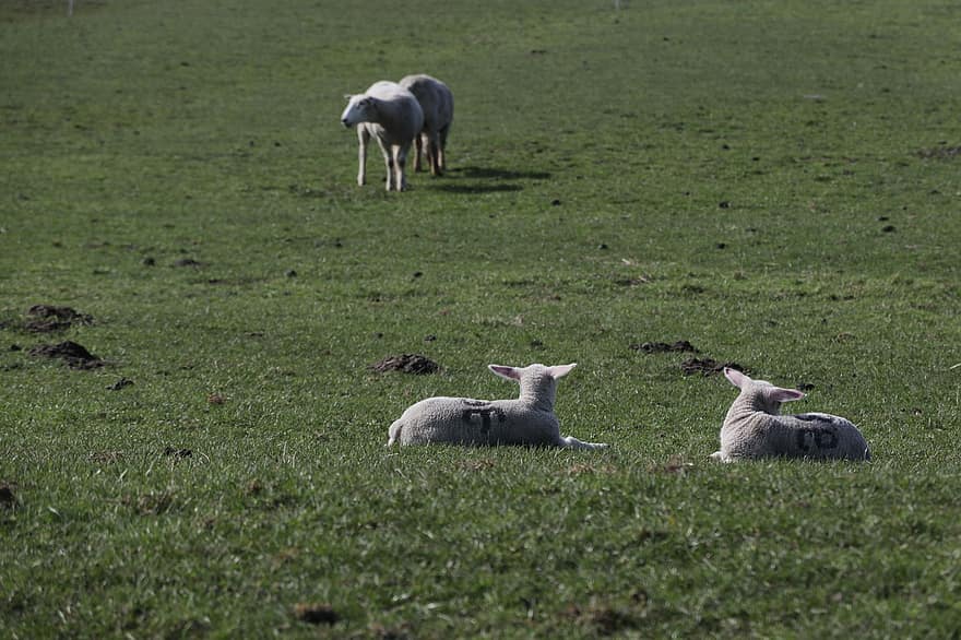 ovelha, Cordeiro, pasto, animais, ovelha jovem, rebanho, grama, Prado, pastagem, Fazenda, agricultura