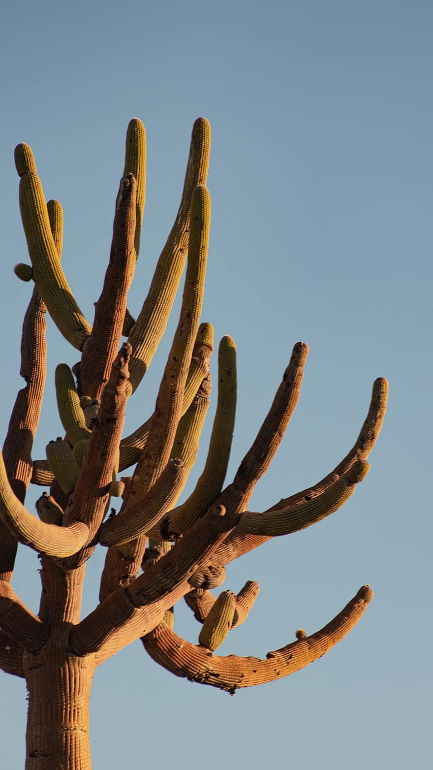 cactus, naturaleza, pisos, suculento, paisaje, puesta de sol, bosque