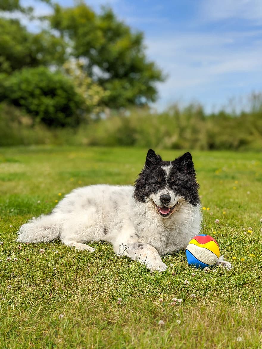 Hund, куче, щастливо куче, играчка за кучета, трева, цветен, животно, Elo Dog, кучешко лято, лято, слънце