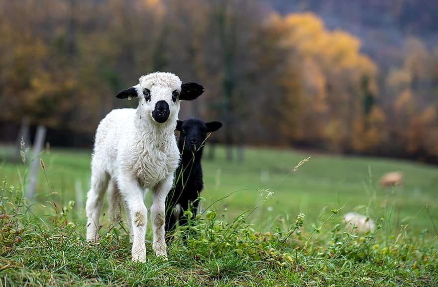 lamm, får, djur, däggdjur, boskap, bete, fält