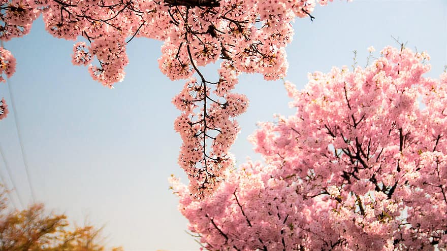черешов цвят, розови цветя, Сакура, цветя, пружина, пролетни цветя, природа, дърво, розов цвят, клон, пролетно време