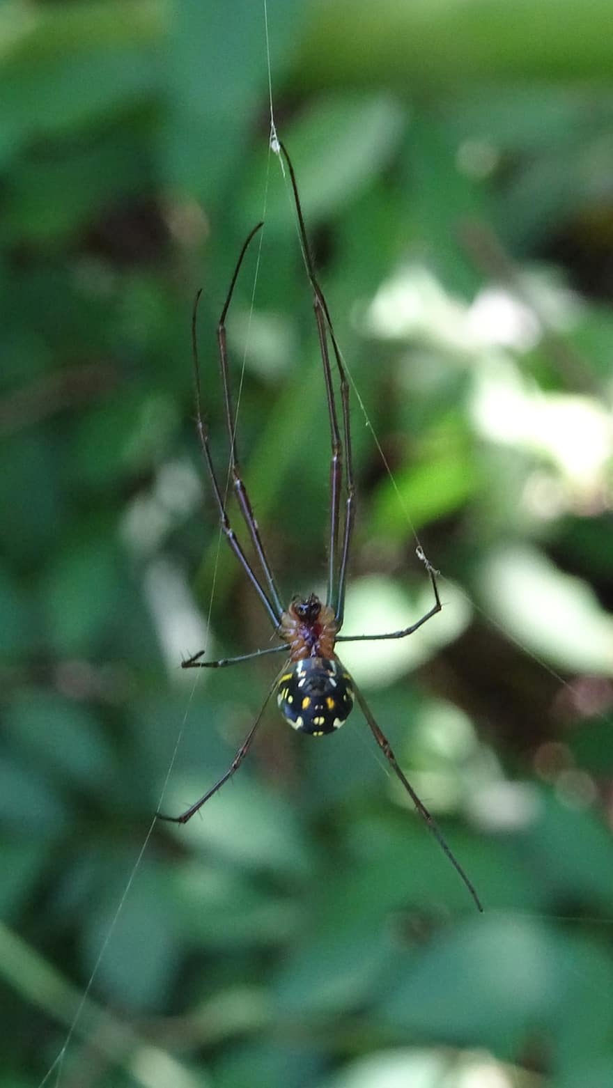 Auksinis Orb-Web Spider, voras, arachhnid, Milžiniškas aukso rutulio audėjas, voras šilkas, pobūdį, makro, bokeh, vabzdys, Iš arti, voratinklis