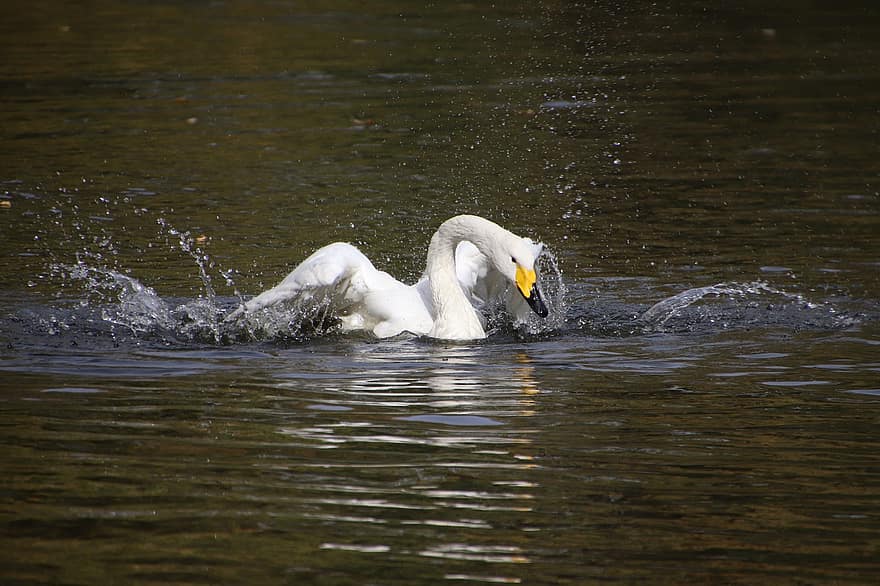Swan, Bird, Lake, White Swan, Water Bird, Waterfowl, Animal, Feathers, Plumage, Swim, Splash