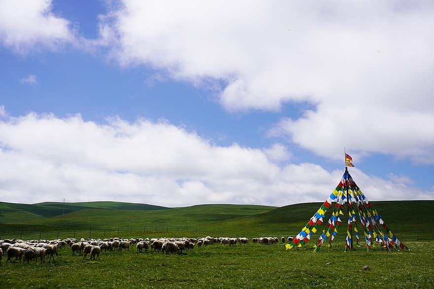 mouton, prairie, troupeau, animal, Tibétain, bannière