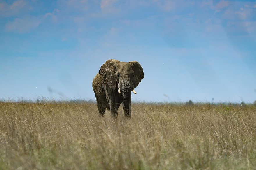 con voi, thú vật, động vật có vú, voi châu Phi, ngà, hoang dã, Thân cây, pachyderm, động vật lớn, động vật có vú lớn, Châu phi