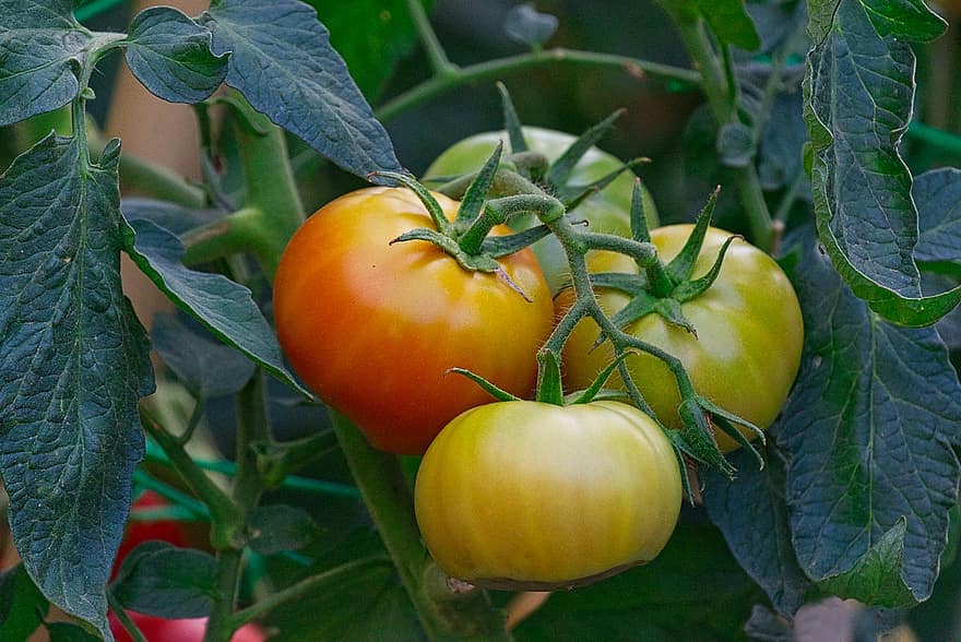 фрукти, помідори, органічні, зростання, біологічний, навколишнє середовище, овочевий, свіжість, помідор, сільське господарство, лист