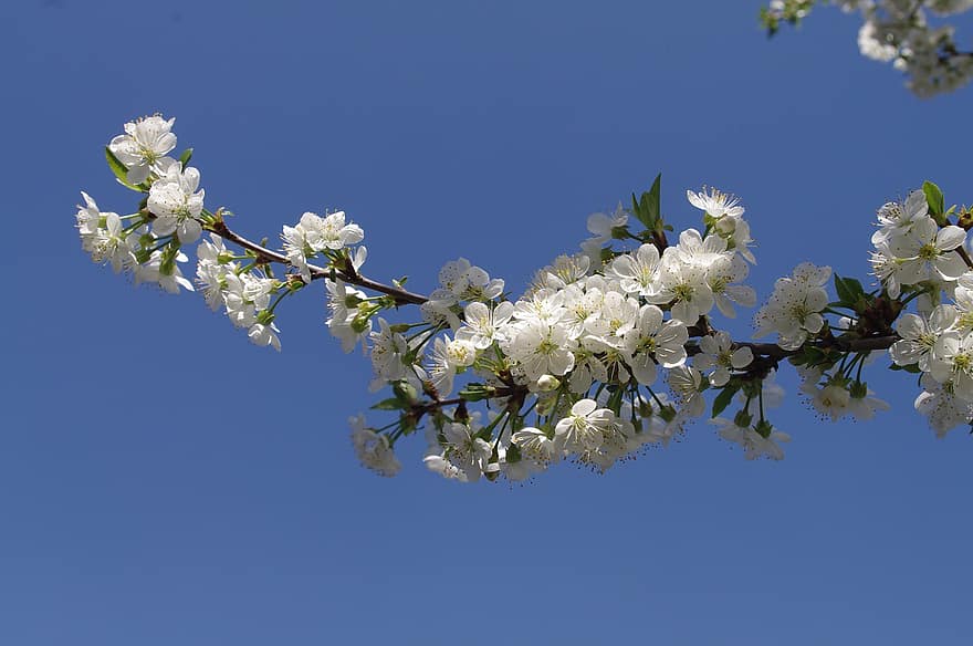Třešňový květ, květiny, jaro, bílé květy, okvětní lístky, květ, větev, strom, Příroda, nebe