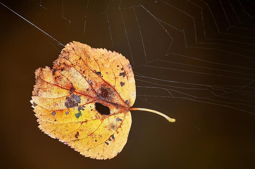 Blatt, Spinnennetz, Netz