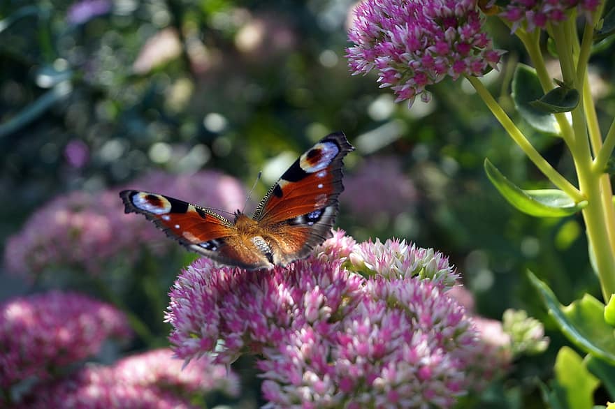 бабочка павлин, бабочка, цветы, очиток, крылья, насекомое, розовые цветы, завод, природа