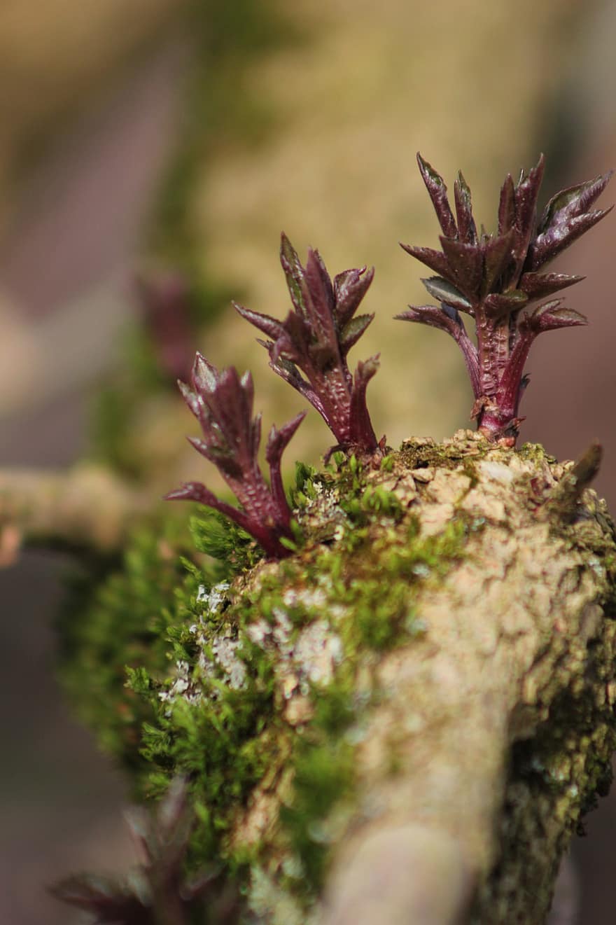 Branches, Moss, Nature, Tree, Spring, Growth, Shoots, Sprouts, close-up, leaf, plant