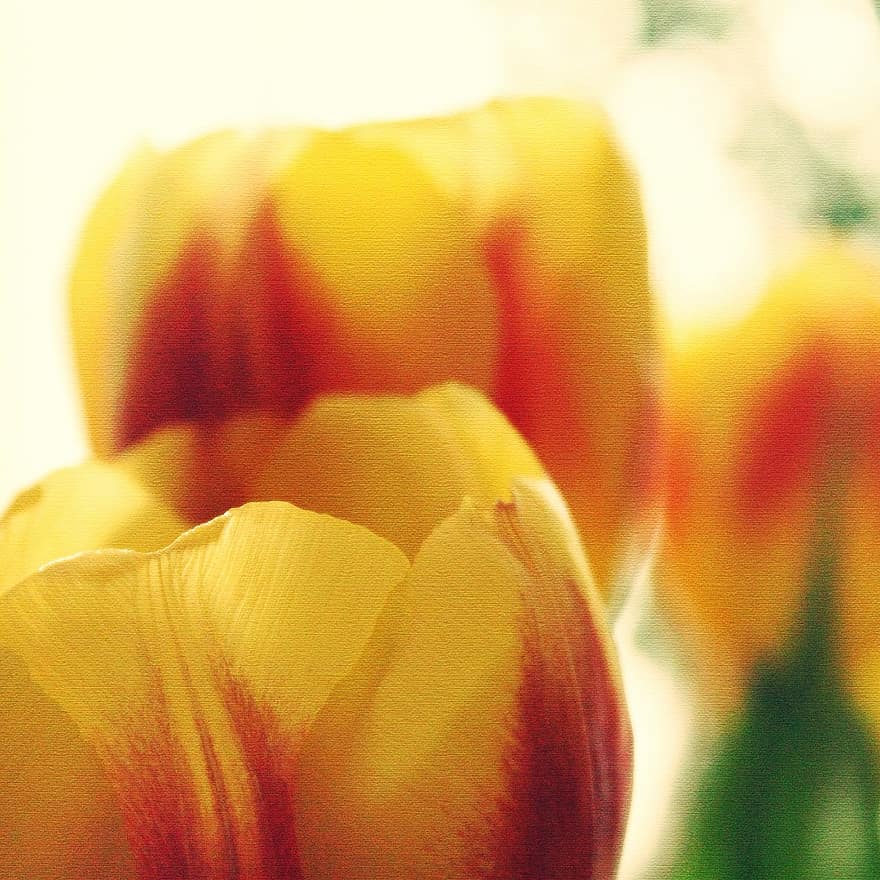 tulipány, slunce, květiny, flóra, žlutá, peklo, květ, schnittblume, nálada, kytice, dát