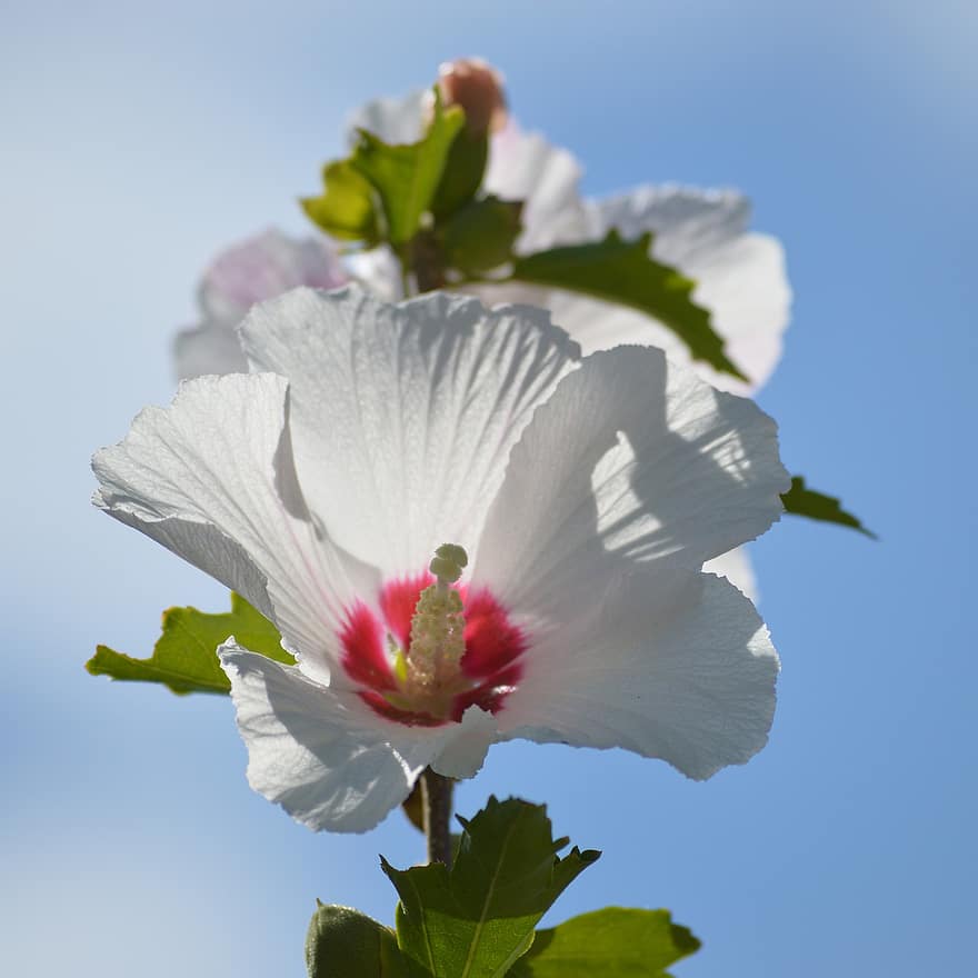 hibiscus, blomst, anlegg, hvit blomst, petals, stamen, pistil, blader, natur, sommer, nærbilde