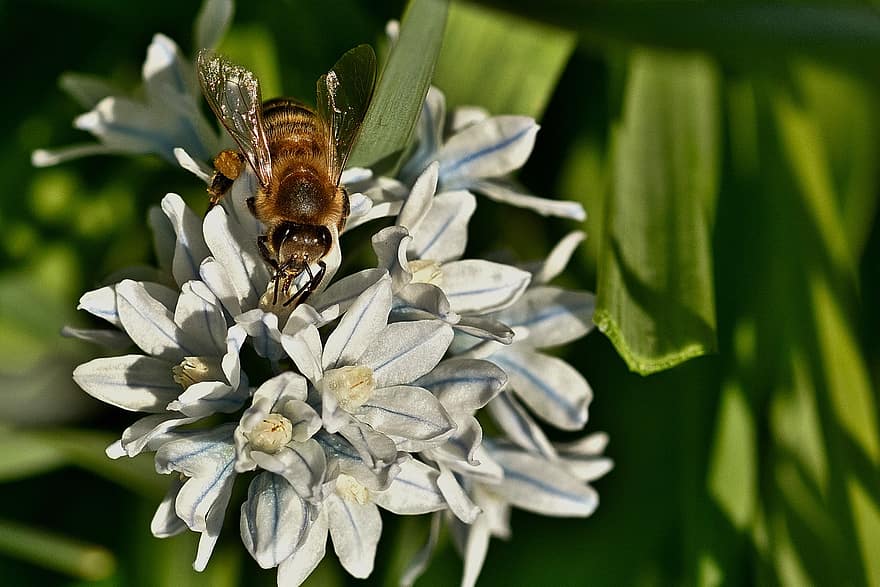 mel d'abella, flors, Esquill ratllat, abella, insecte, animal, nèctar, puschkinia, primavera, planta, jardí