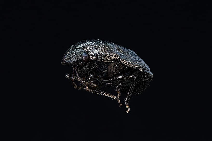 escarabajo, insecto, negro, detalle, antenas
