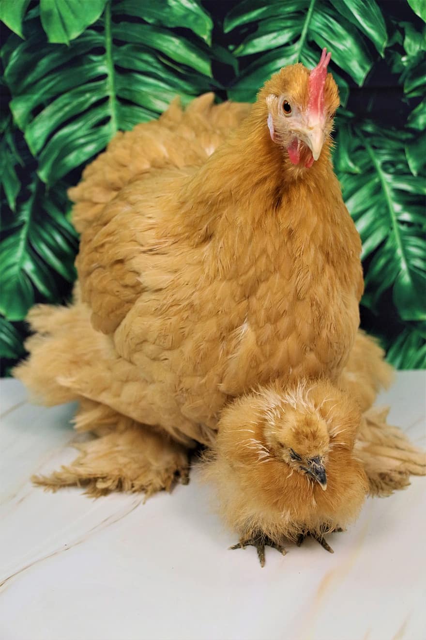 Chicken, Hen, Poultry, Animal, Livestock, Nature, Easter, Bird, Comb, Feather, Animal World