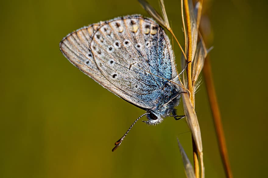 azul comum, borboleta, inseto, polyommatus icarus, natureza