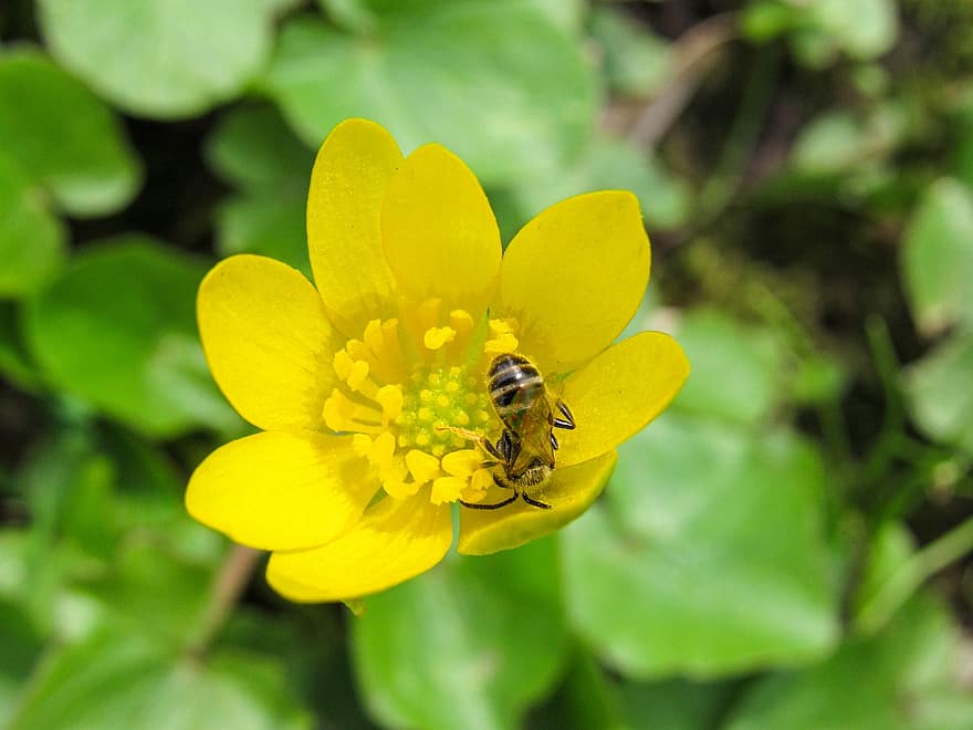 insekt, Bie, pollinering, entomologi, makro, Liten Svalort, bille, nektar, flora, blomst, nærbilde