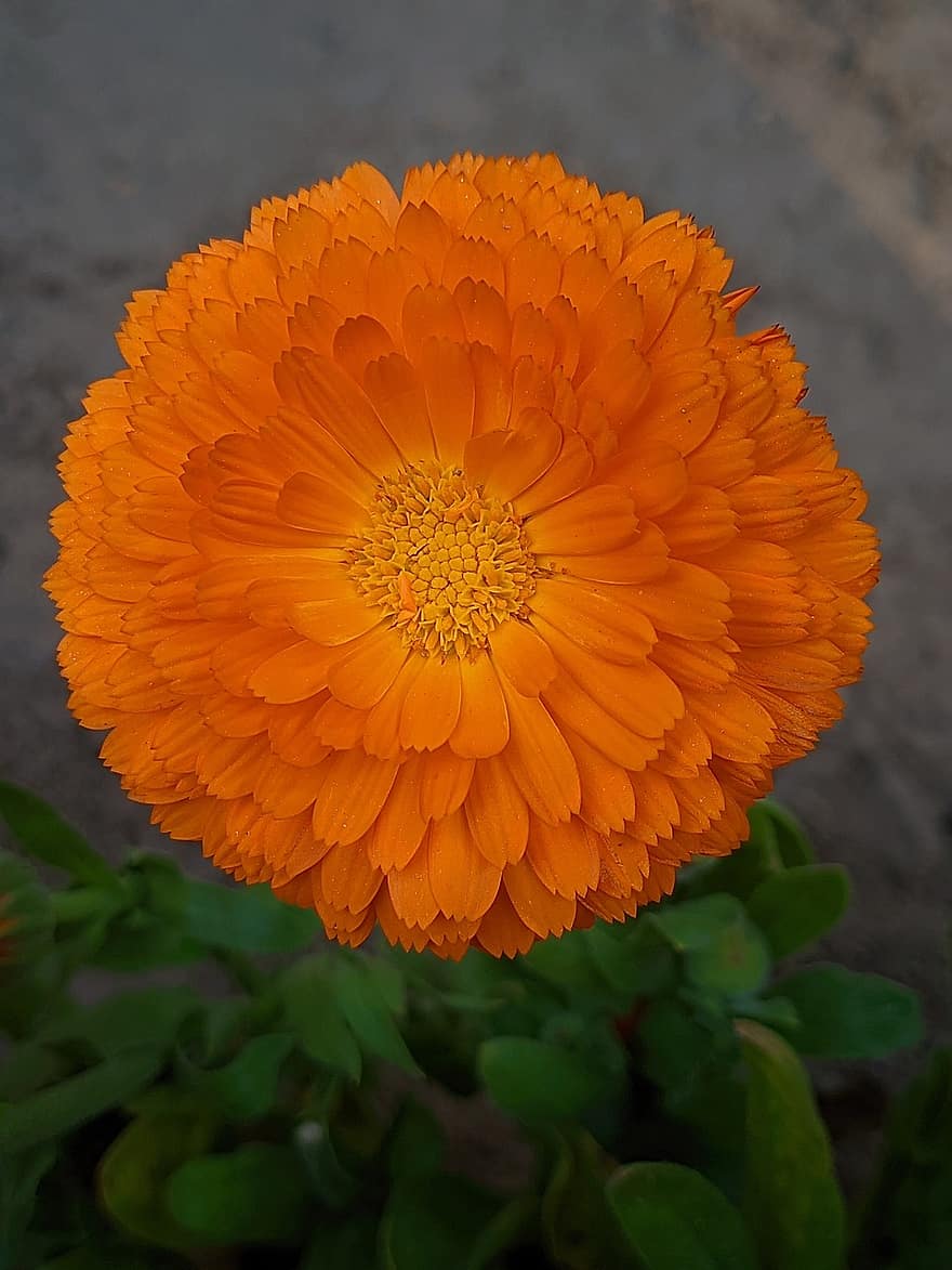 morgenfrue, blomst, plante, potten marigold, orange blomst, kronblade, flor