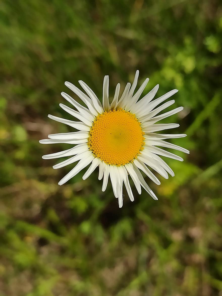 Daisy, gėlė, žiedlapių, pobūdį