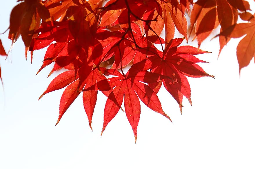 Осенние листья, кленовый лист, кленовый, осенняя листва, осень, дерево, природа, растения, лепесток, пейзаж, цветочные сады
