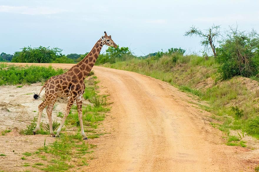 giraffa, strada, safari, animale, natura, mammifero, selvaggio, natura selvaggia, savana, parco nazionale di murchison