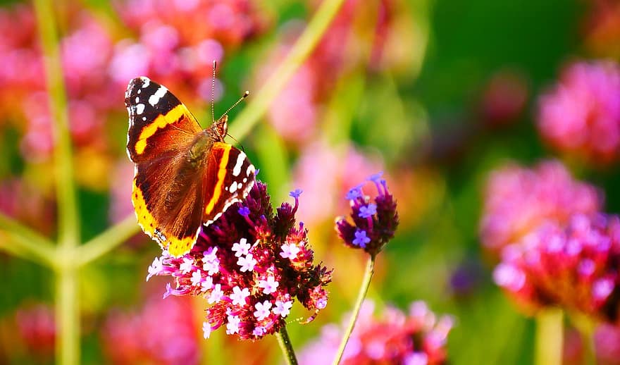 vlinder, roze bloemen, bestuiving, bloemen, tuin-, natuur, multi gekleurd, detailopname, bloem, insect, zomer