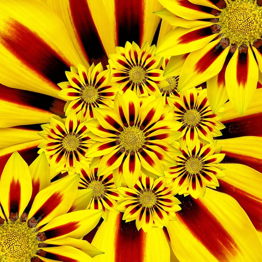 vasaros gėlė, saulė, geltona, koliažas, gėlės, pobūdį, flora sommer, oranžinė